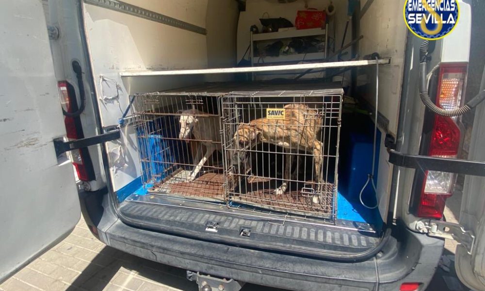 galgos Sevilla