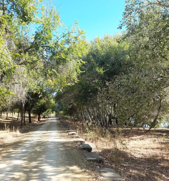 Sendero arboles