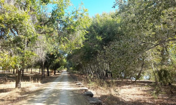 Sendero arboles
