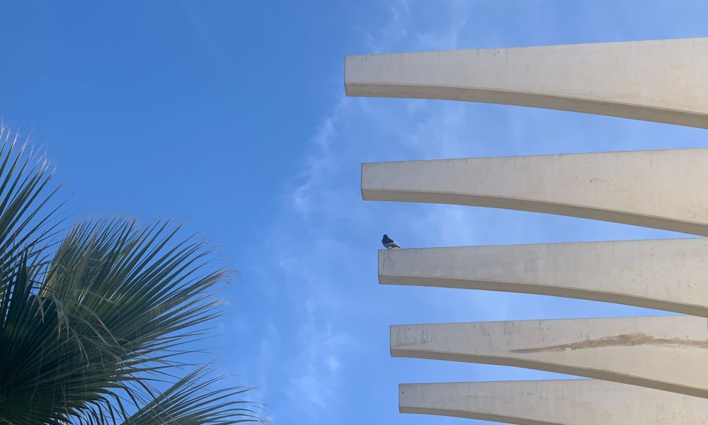 Pajaro Malaga paseo