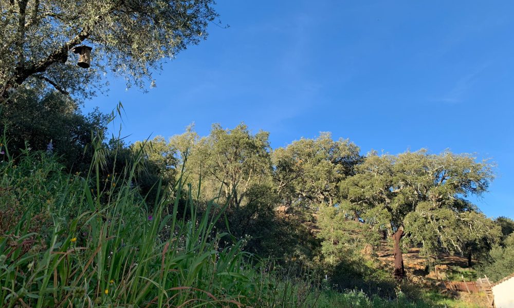 alcornoques sierra Huelva
