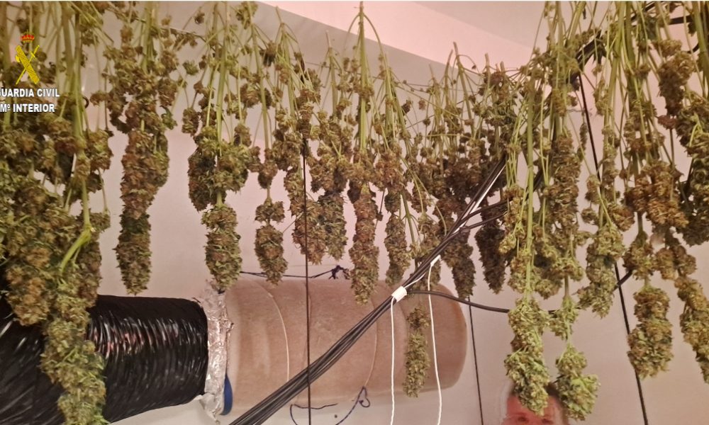 Marihuana