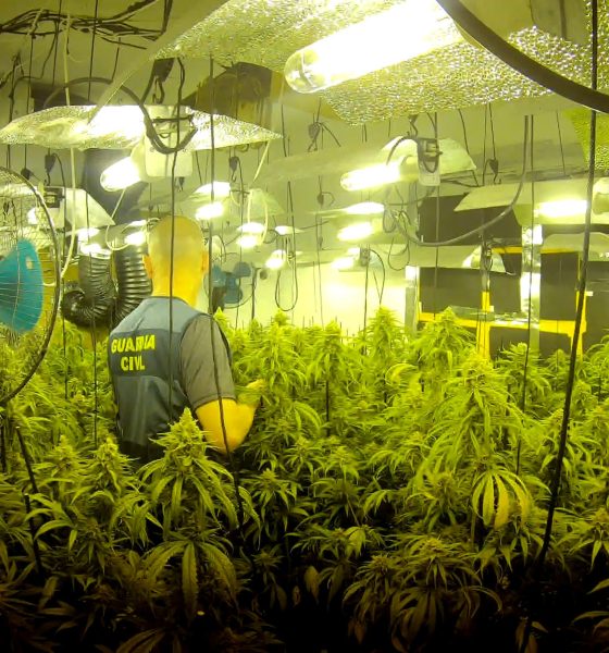 Marihuana Marchena