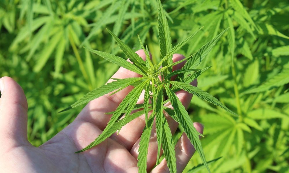 Marihuana planta