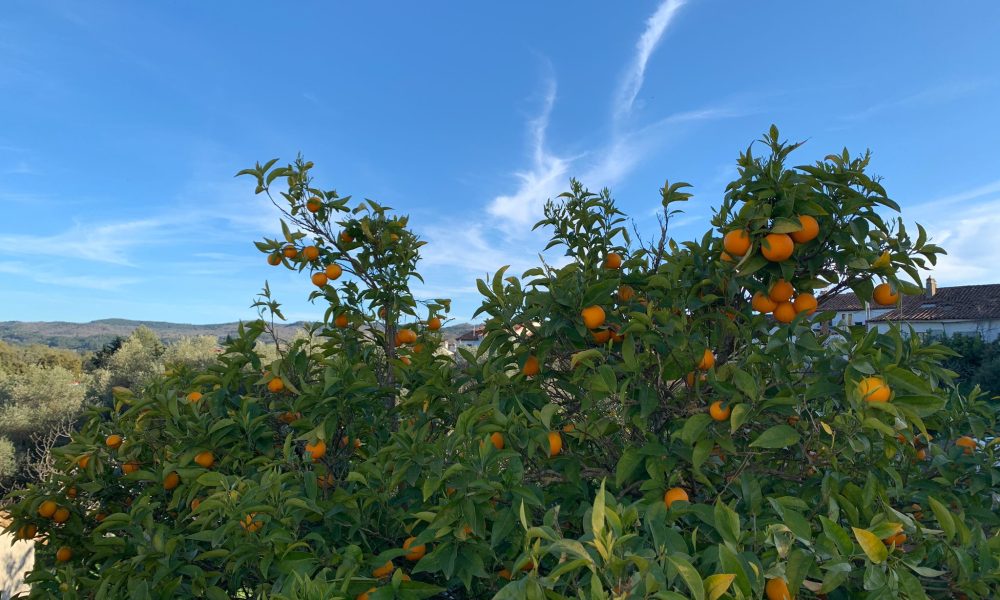 Naranjas naranjo