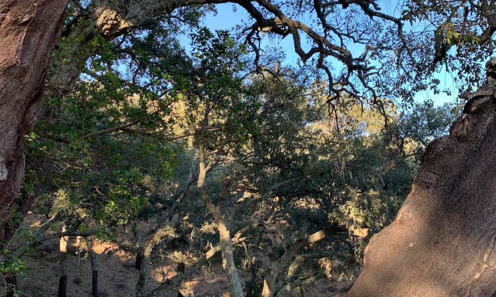 alcornoques arboles