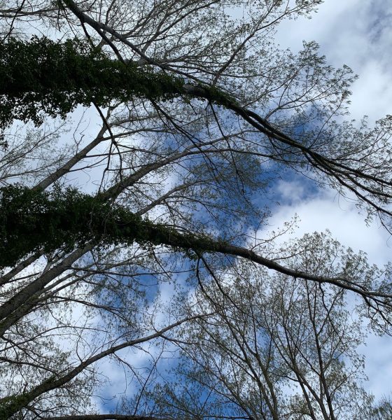 arboles cielo nubes