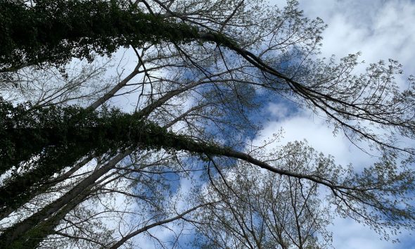 arboles cielo nubes