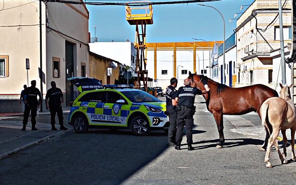 caballos policia marchena
