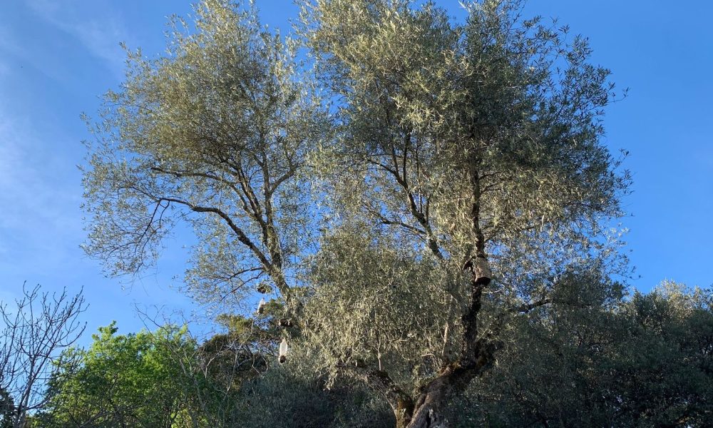 olivo navahermosa