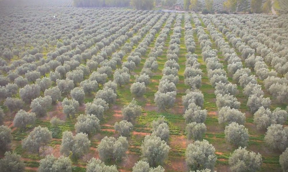 Campo de olivos