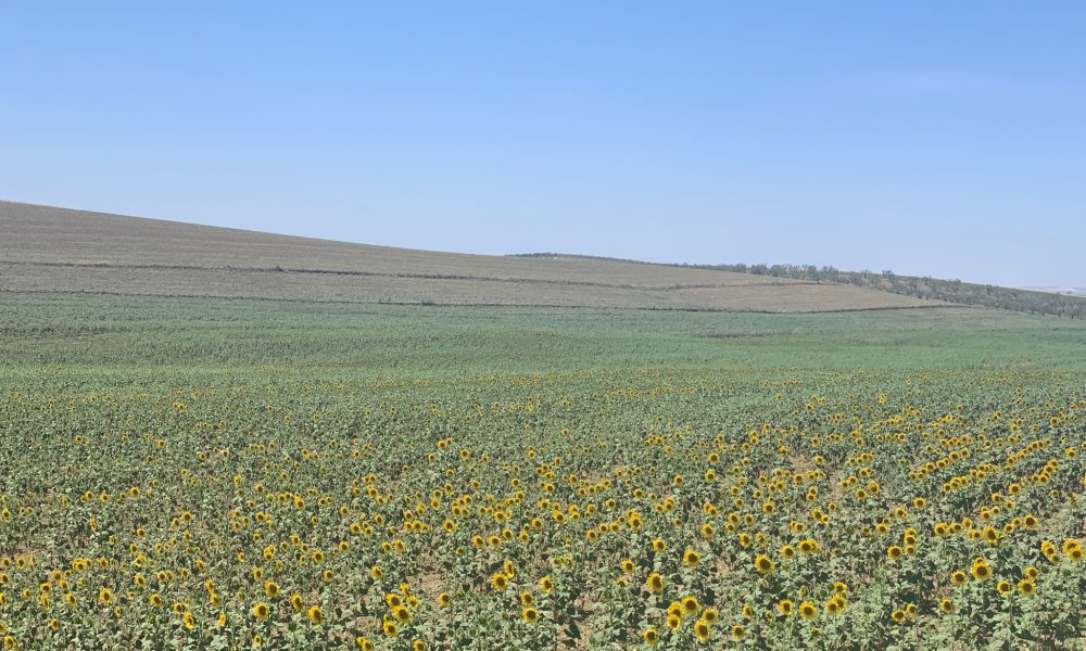 Girasoles