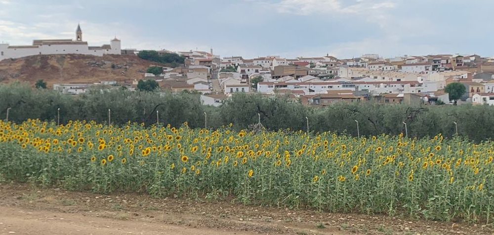 Girasoles Gerena paisaje