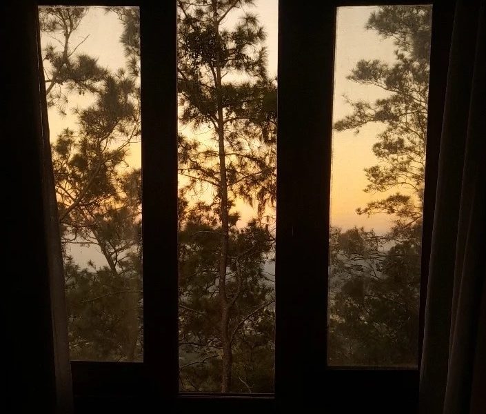 ventana arboles