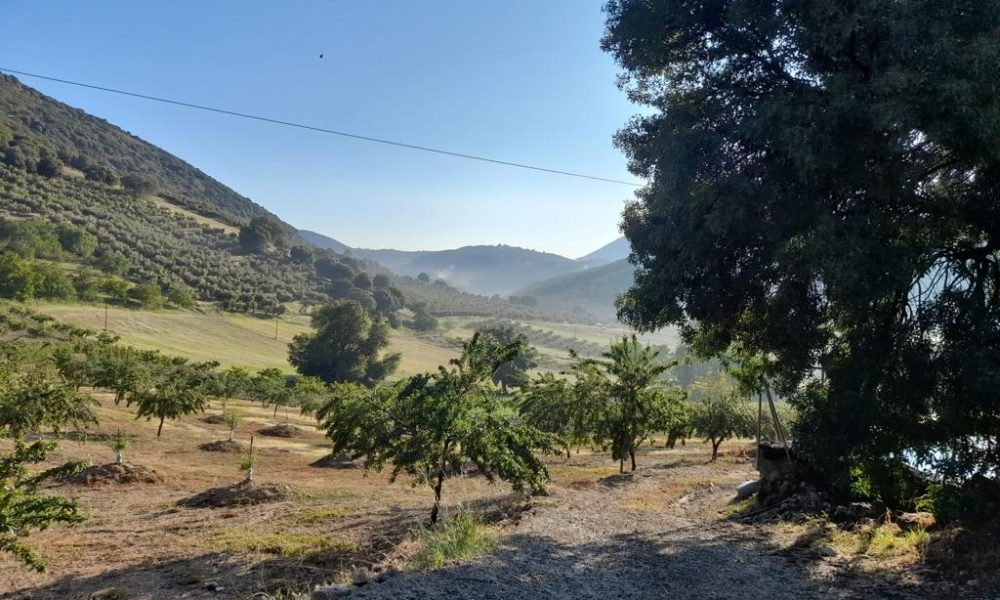 Paisaje calor arboles