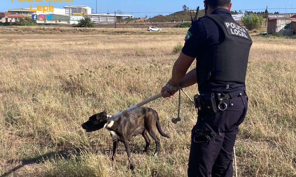 Policia Lepe perro
