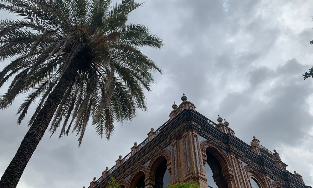 palmera edificio