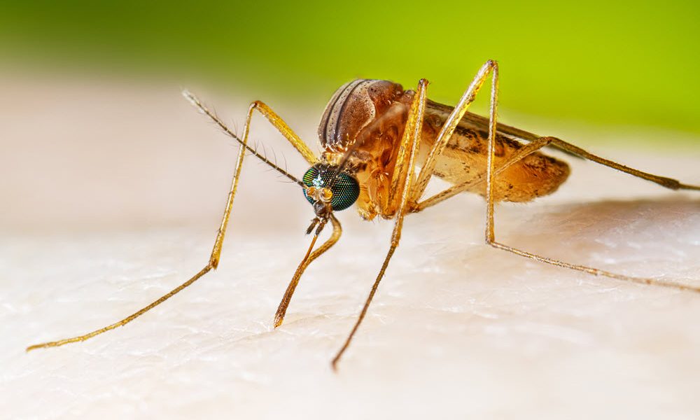 LVV7 Culex quinquefasciatus Adult Feeding 2022 001