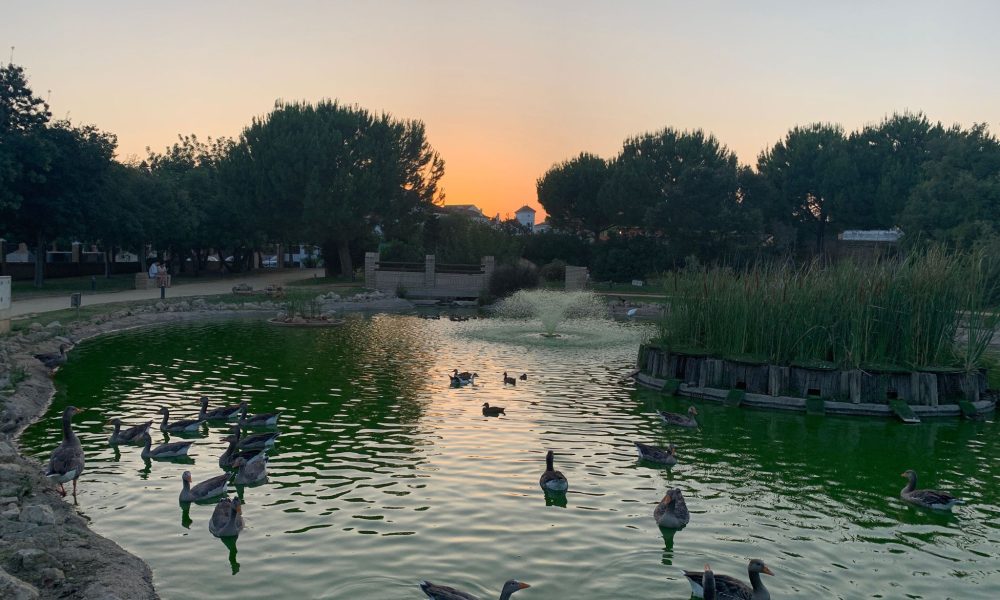Patos parque gines