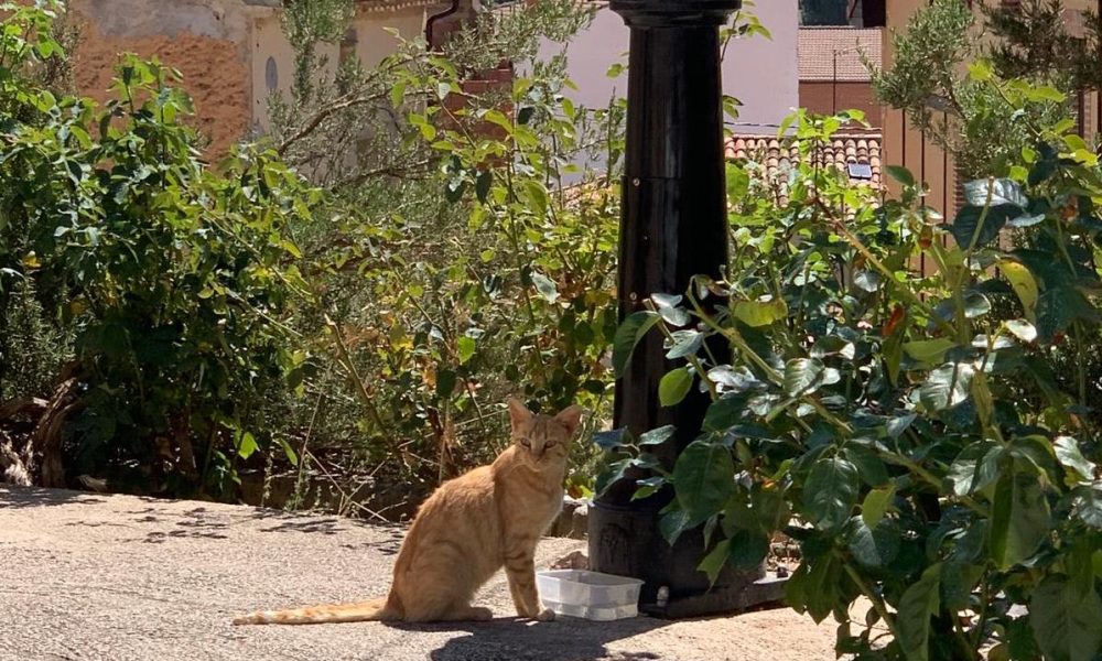 Gato farola