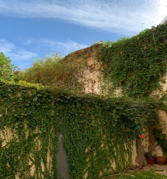 Patio Huelva ramas hojas