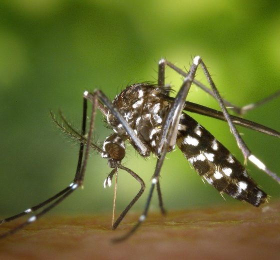 mosquitos