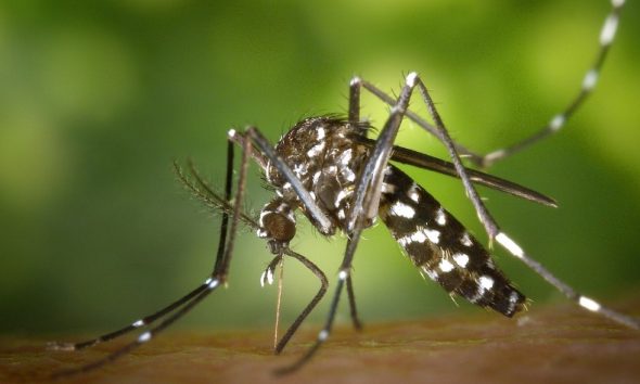 mosquitos