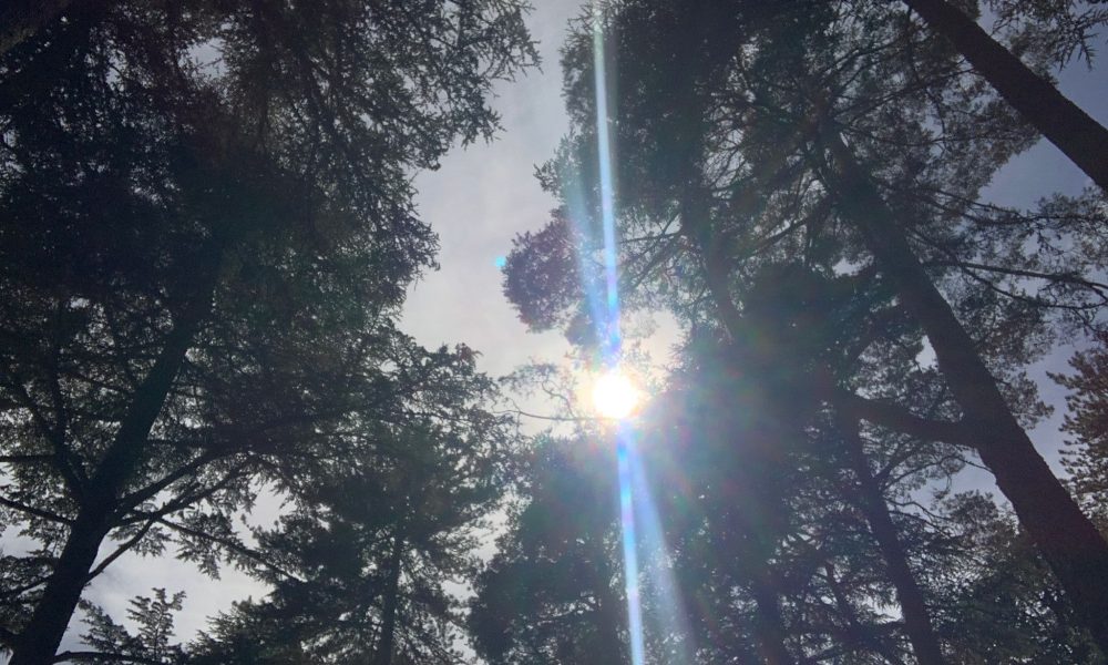 arbol sol
