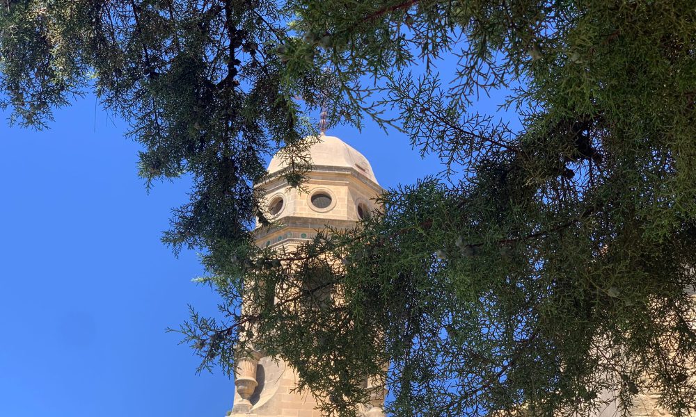 catedral baeza arbol