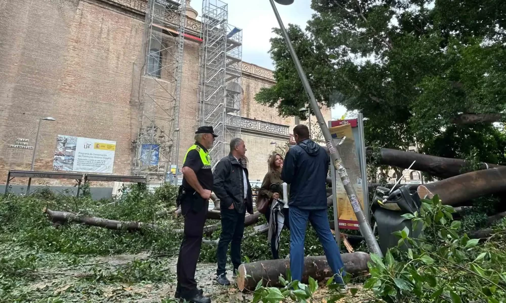 ficus.jpg