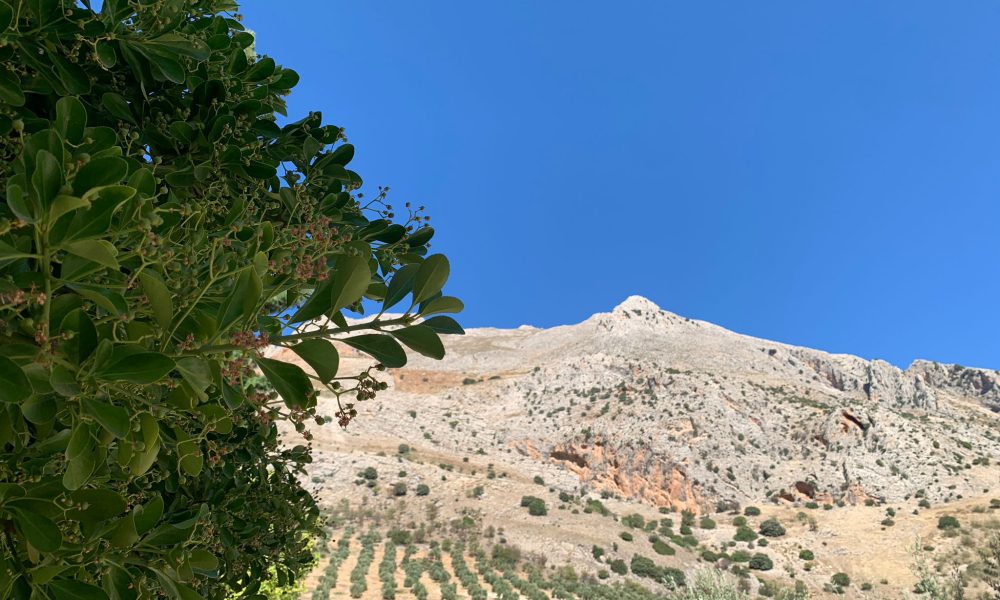 monte arbol paisaje