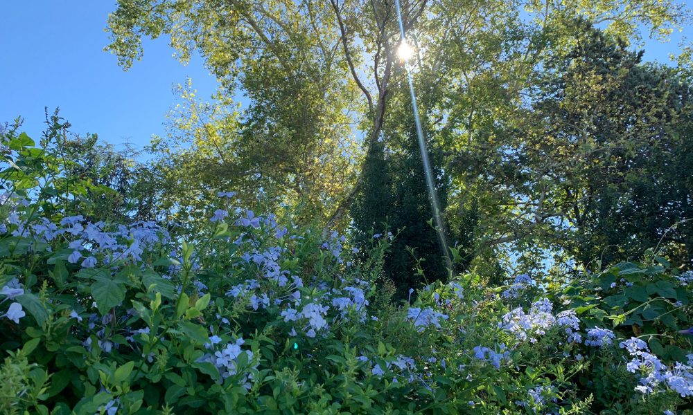 Arbol sol ramas
