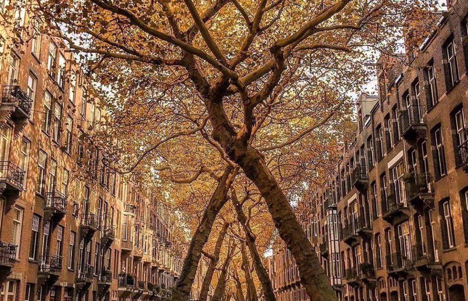 Holanda calle Fatima Santos