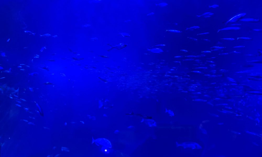 Peces acuario