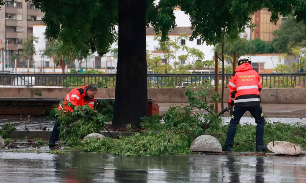 arbol caido sevilla.jpg