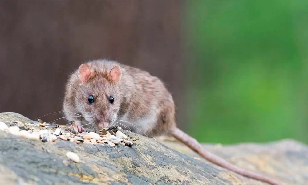 plaga de ratas.jpg
