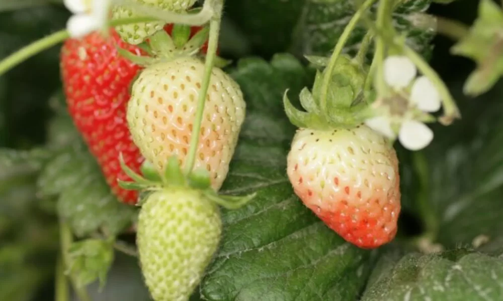 recorte sistema inteligente fresas.jpg