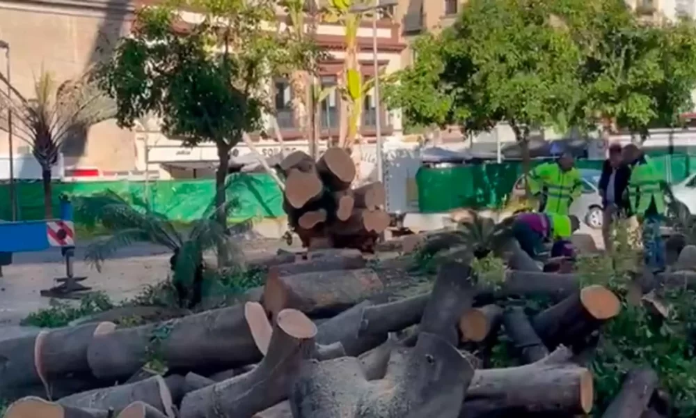 tala ficus.jpg