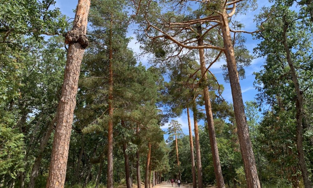 Arboles sombra paisaje