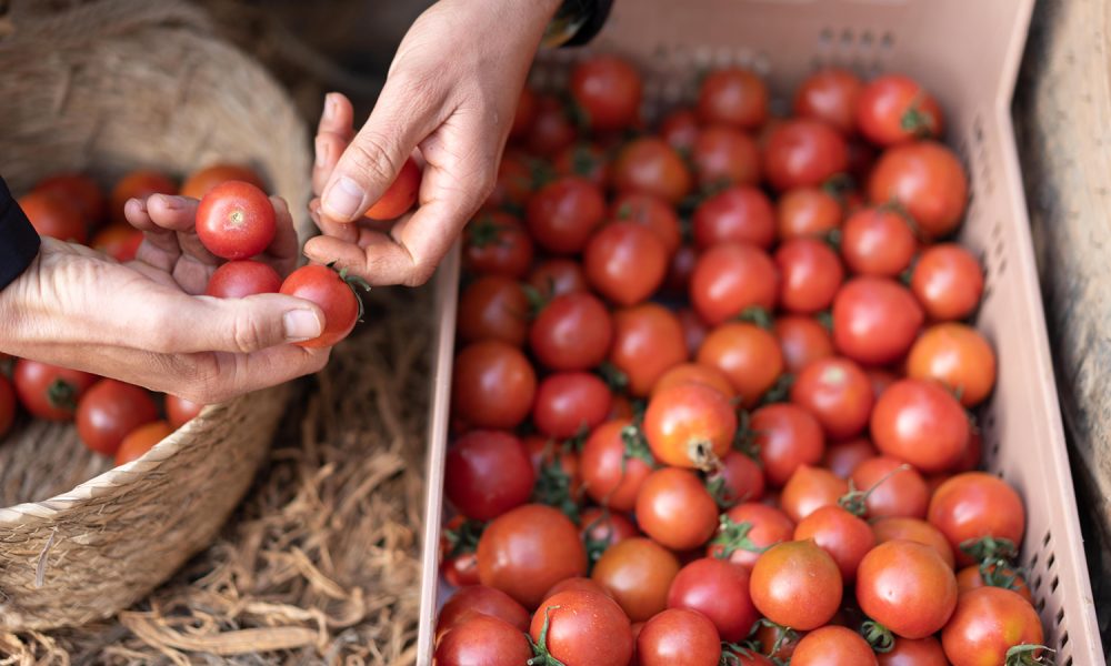 Lidl adquiere cerca del 70 de los tomates que distribuye en sus tiendas de Espana y Europa a productores andaluces.