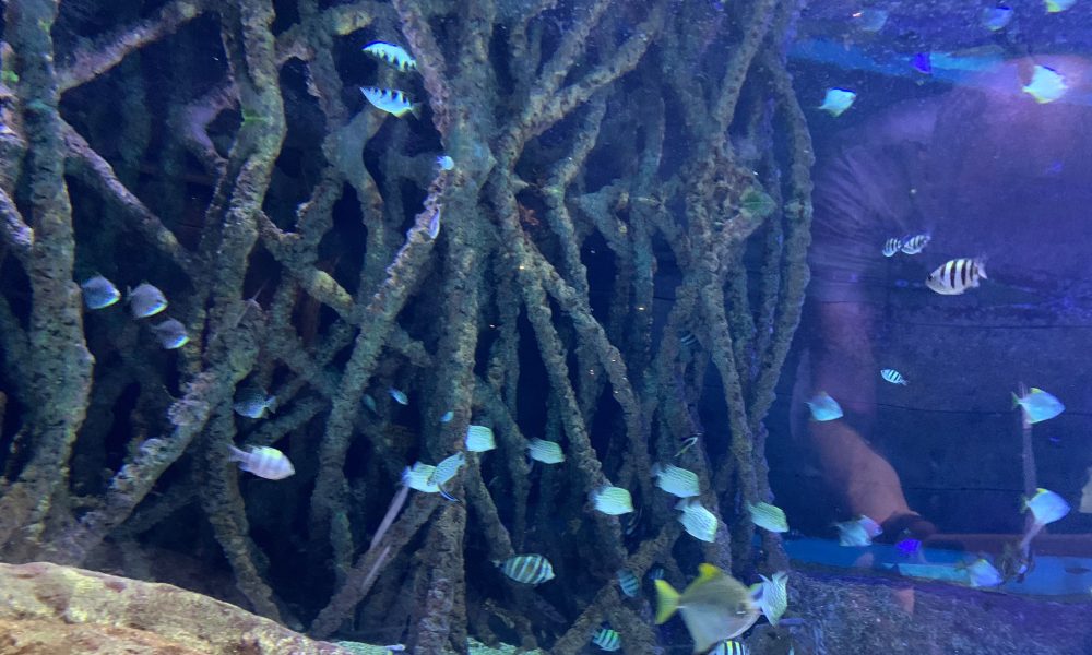 Peces acuario Sevilla