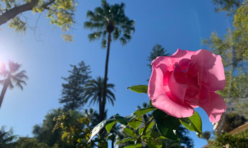 rosa casa colon