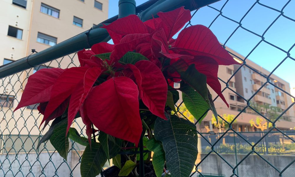 Flor de Pascua