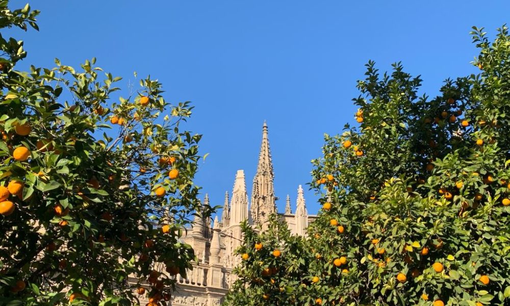 Giralda arboles naranjos