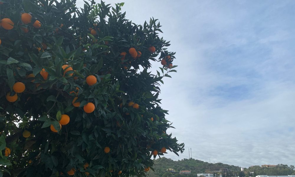 Naranjas vistas nubes
