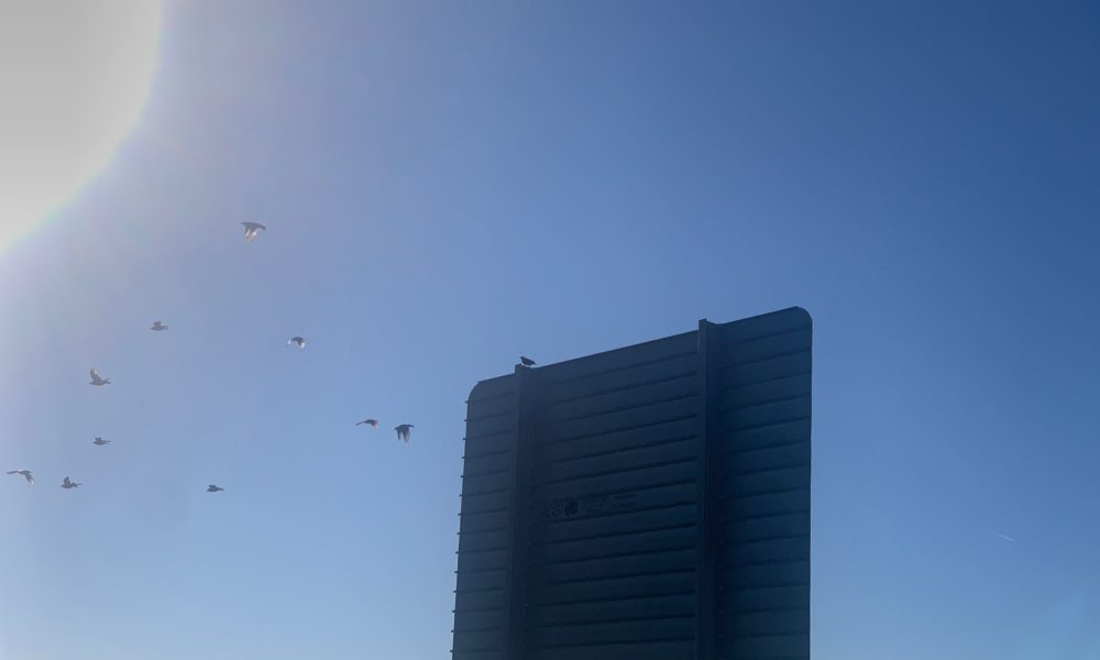 Pajaros cartel sol