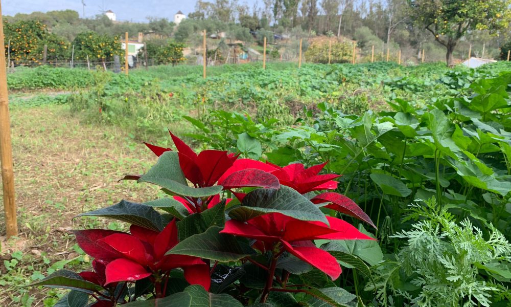 flor de pascua silvestre