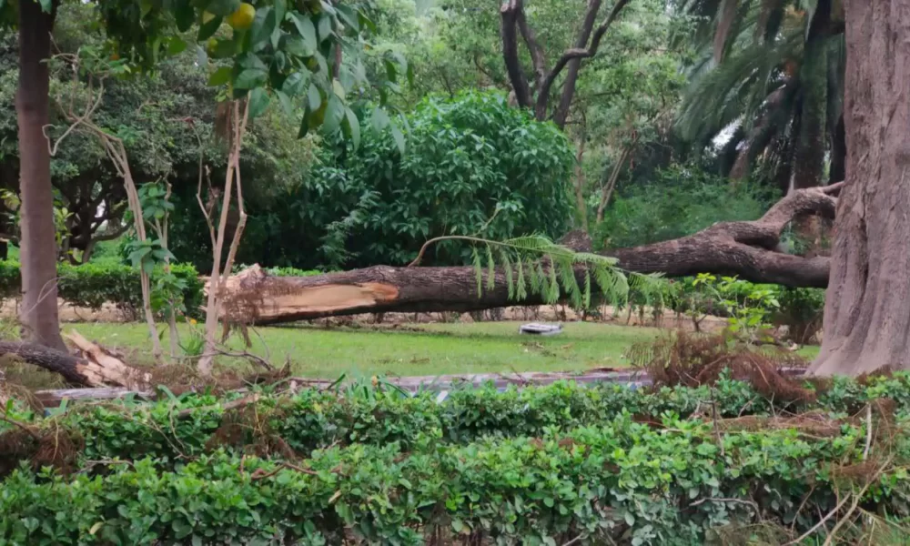 PARQUE.jpg