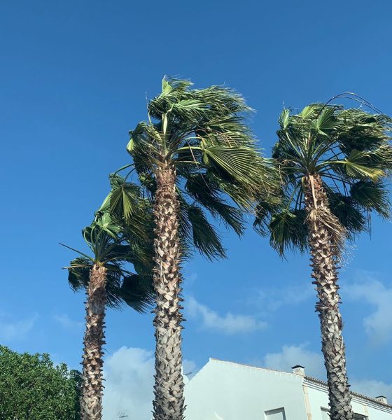 Viento palmeras