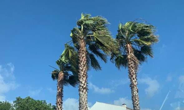 Viento palmeras